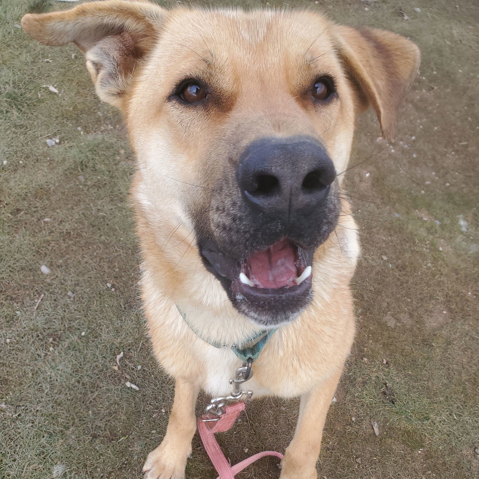 Jonas, an adoptable Black Mouth Cur in Yreka, CA, 96097 | Photo Image 1