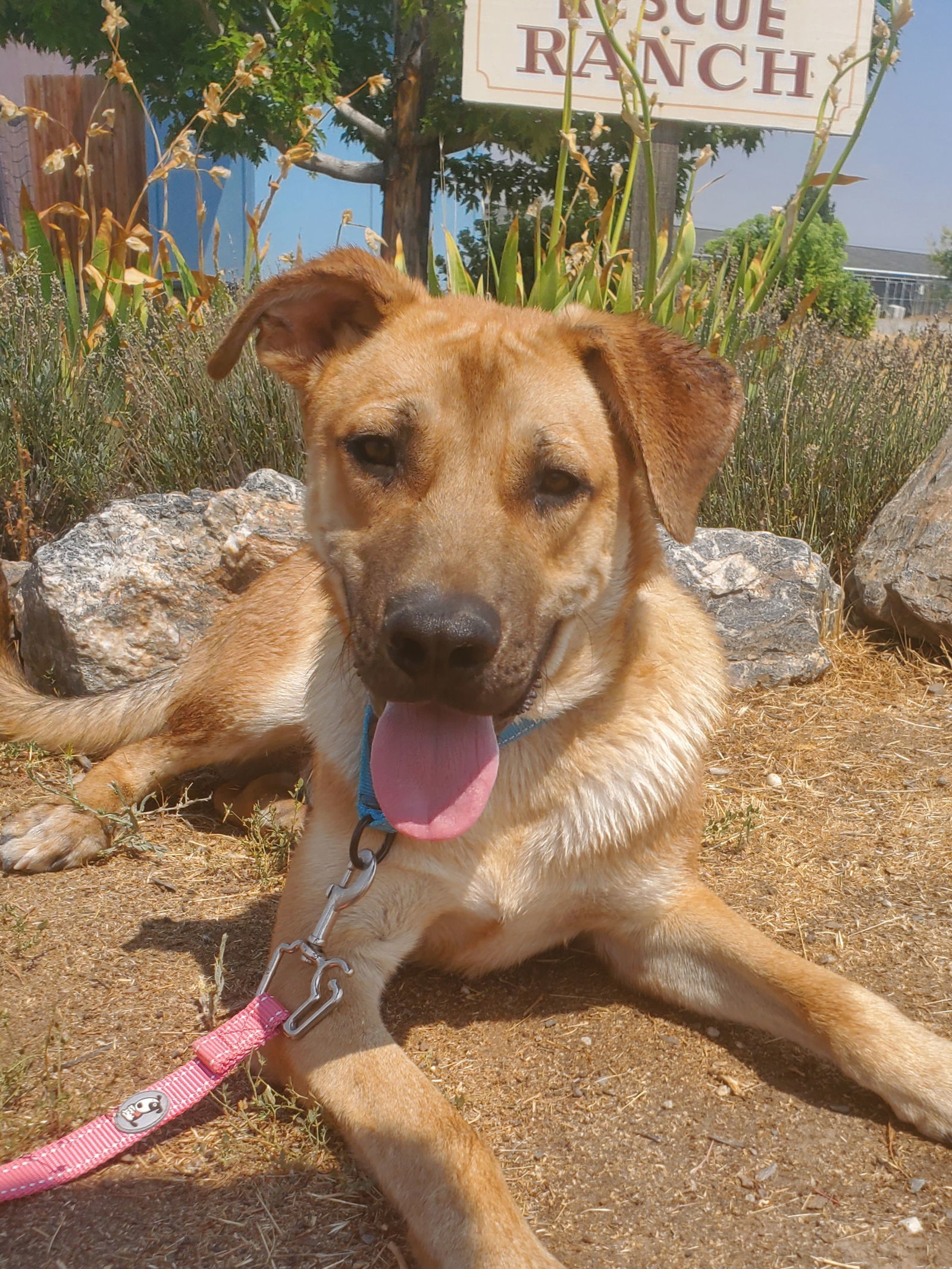 Jonas, an adoptable Black Mouth Cur in Yreka, CA, 96097 | Photo Image 2