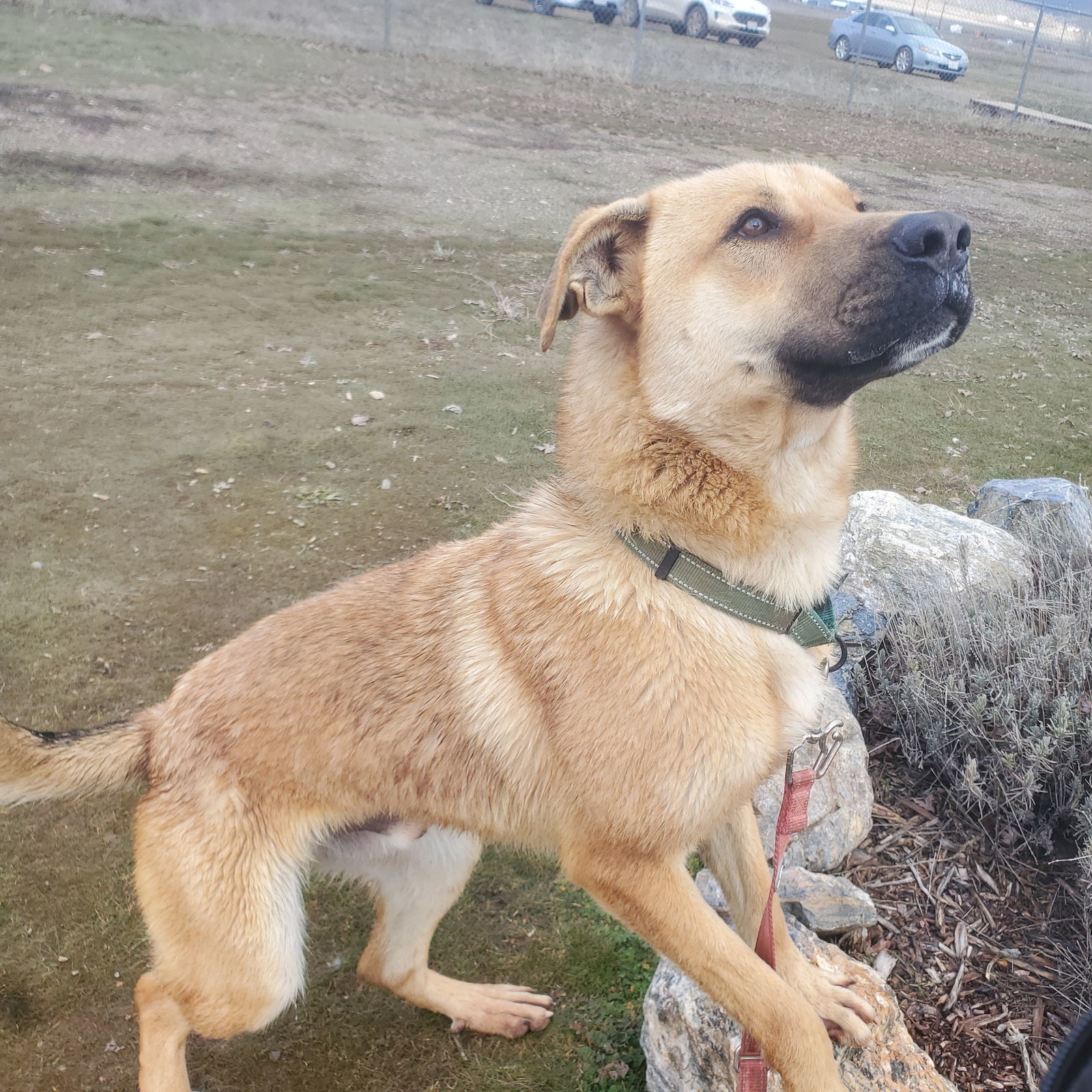 Jonas, an adoptable Black Mouth Cur in Yreka, CA, 96097 | Photo Image 2