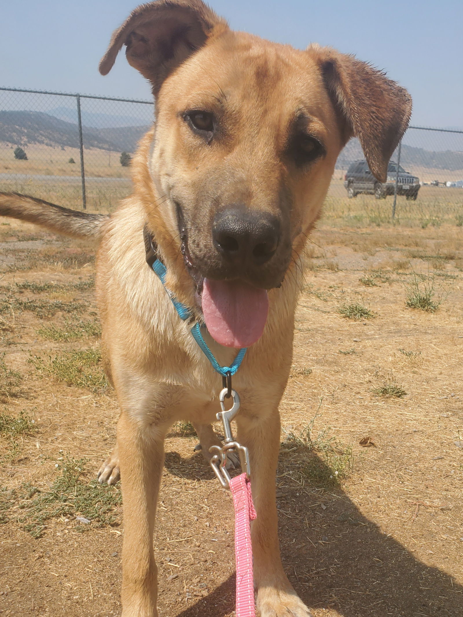 Jonas, an adoptable Black Mouth Cur in Yreka, CA, 96097 | Photo Image 3