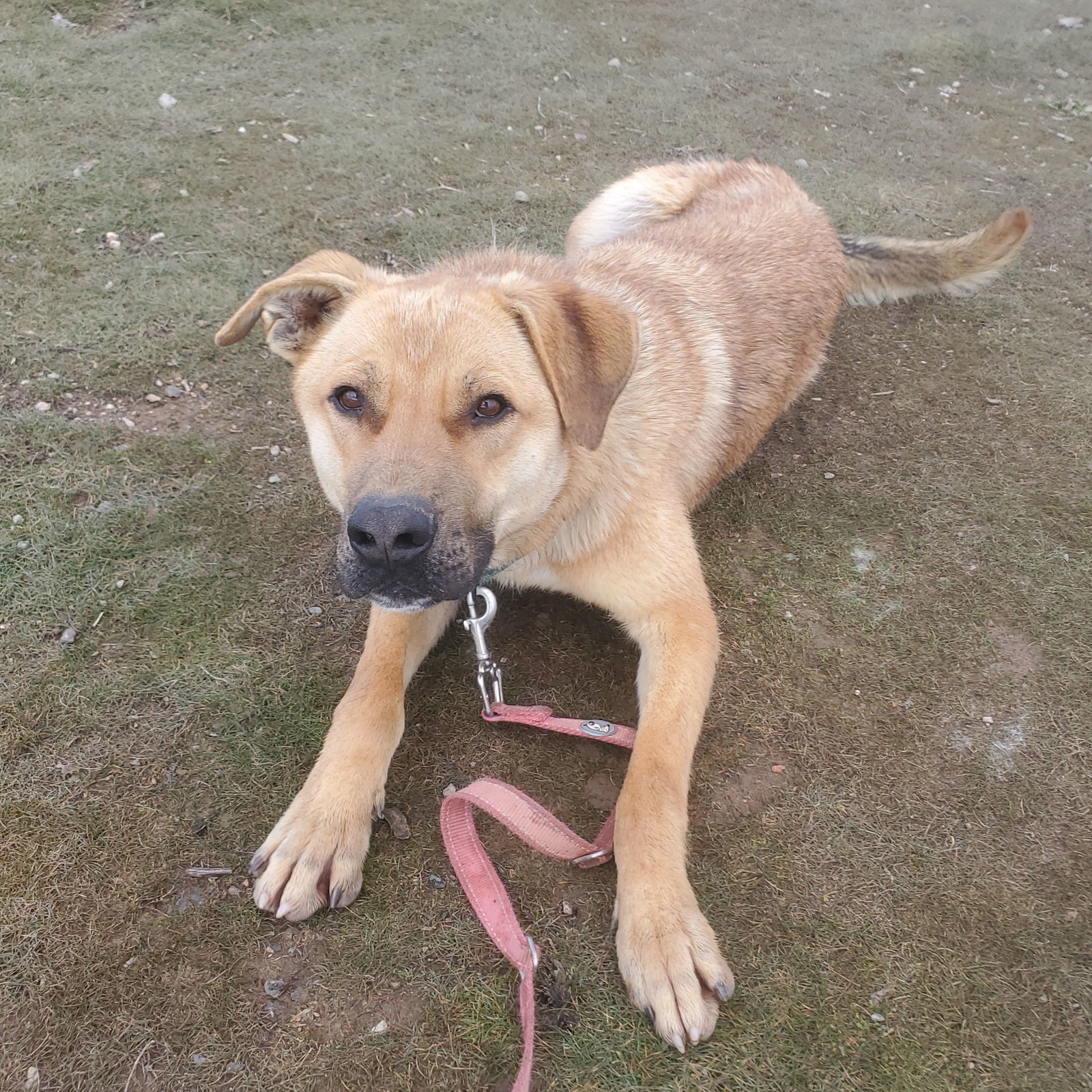 Jonas, an adoptable Black Mouth Cur in Yreka, CA, 96097 | Photo Image 3
