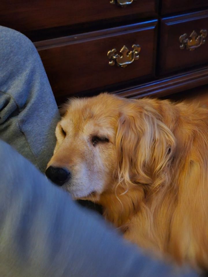 Dog for adoption Rosie a Golden Retriever in New Canaan CT