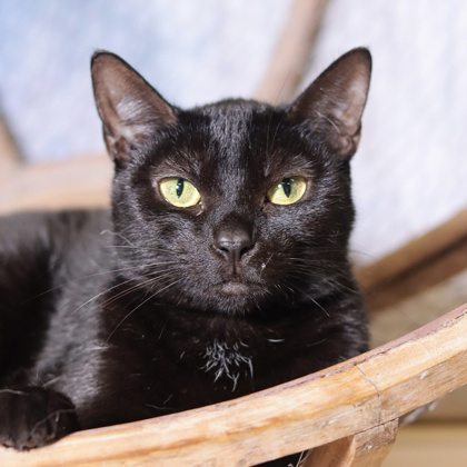 Ebony, an adoptable Domestic Short Hair in Thomasville, GA, 31757 | Photo Image 1