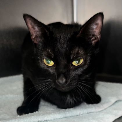 Ebony, an adoptable Domestic Short Hair in Thomasville, GA, 31757 | Photo Image 2