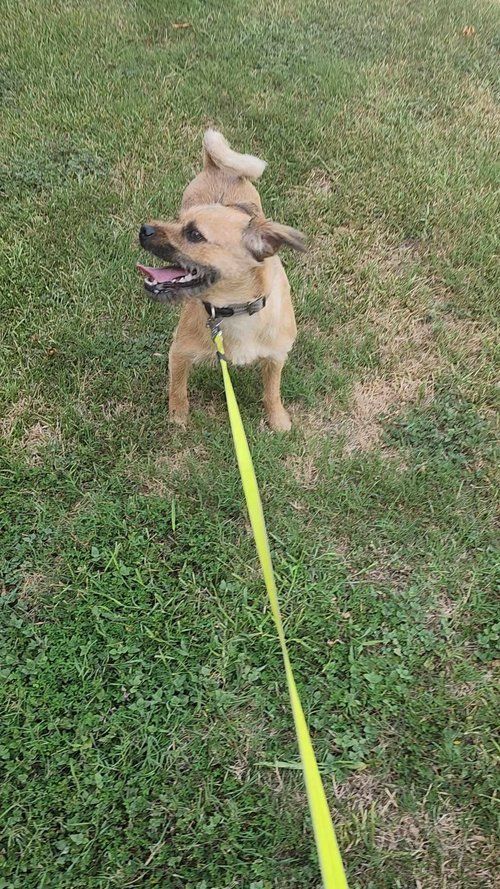 Coco, an adoptable Border Terrier, Puggle in Pasadena, TX, 77502 | Photo Image 1