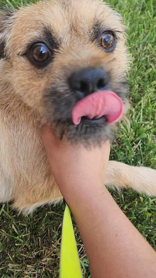 Coco, an adoptable Border Terrier, Puggle in Pasadena, TX, 77502 | Photo Image 2