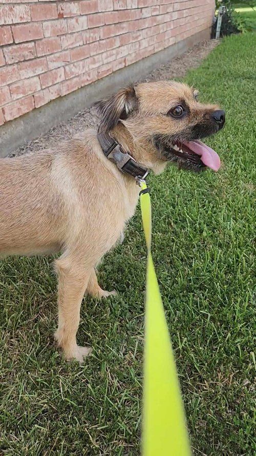 Coco, an adoptable Border Terrier, Puggle in Pasadena, TX, 77502 | Photo Image 3