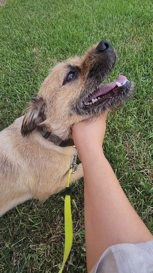 Coco, an adoptable Border Terrier, Puggle in Pasadena, TX, 77502 | Photo Image 4