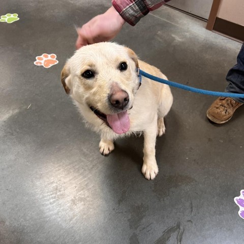 Bandit, an adoptable Yellow Labrador Retriever, Poodle in Idaho Falls, ID, 83402 | Photo Image 1