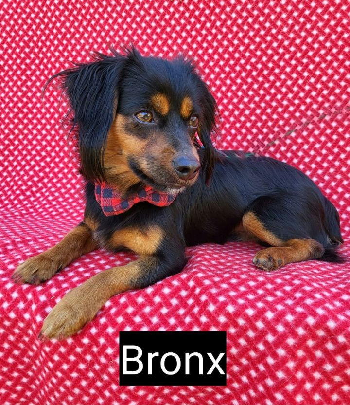 Petfinder 2024 miniature dachshund