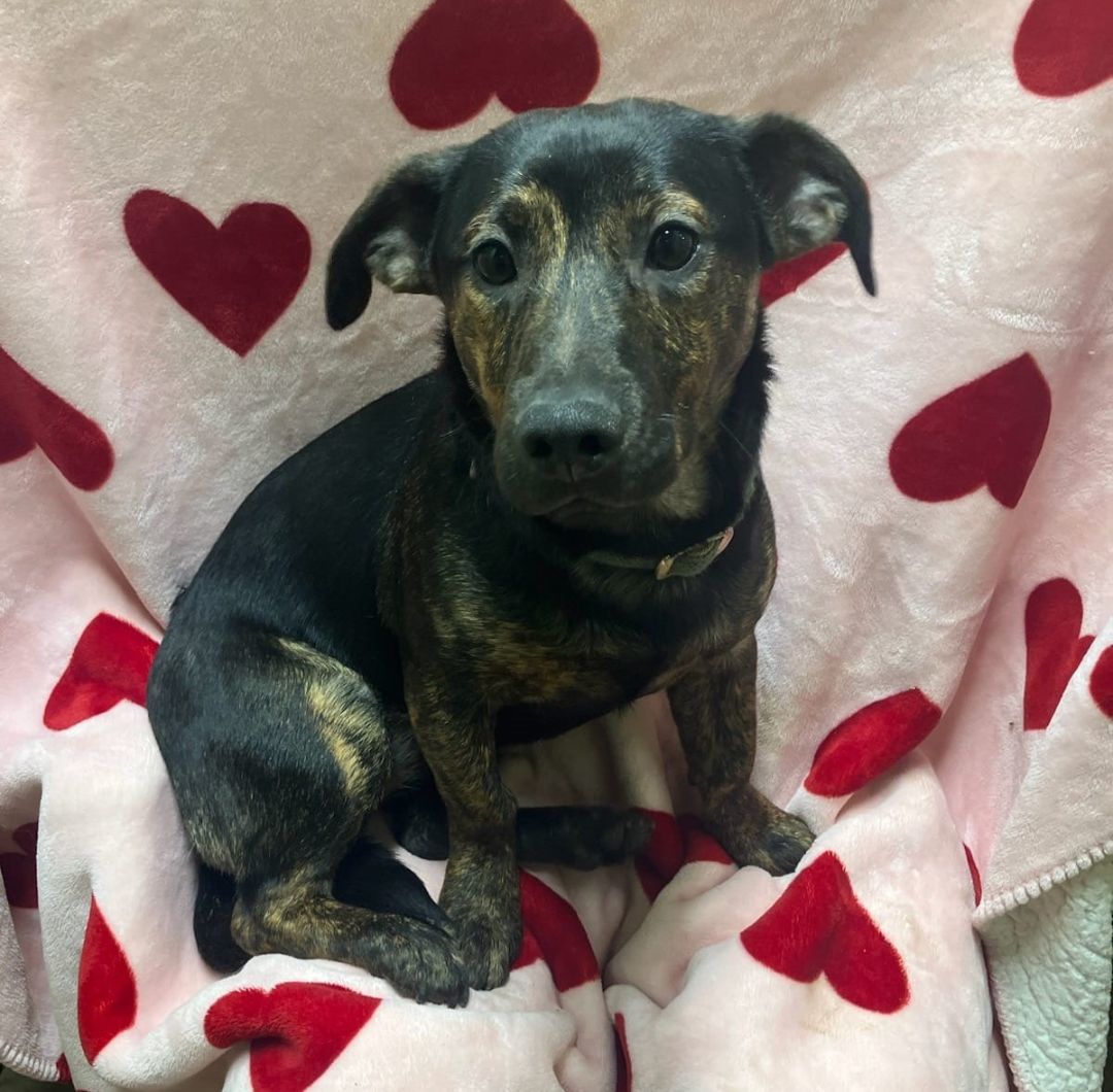 Dog for adoption Tootsie Pop, a Labrador Retriever & Rat Terrier Mix