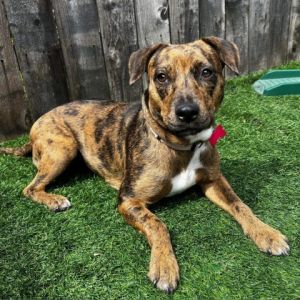 Introducing Canela the Cuddle Queen This medium-sized sweetheart is on a mission to snuggle her way