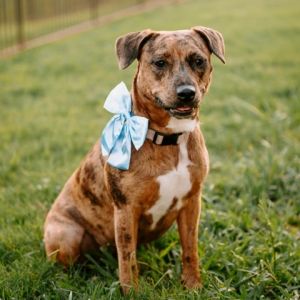 Canela Catahoula Leopard Dog Dog