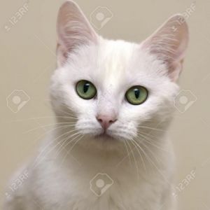 Special needs cat Princess is a beautiful all white cat with pale green eyes S