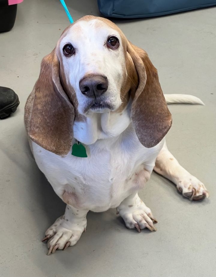 Adoptable basset best sale hounds near me