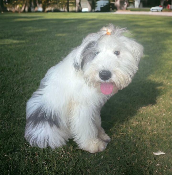 Sheepadoodle petfinder store