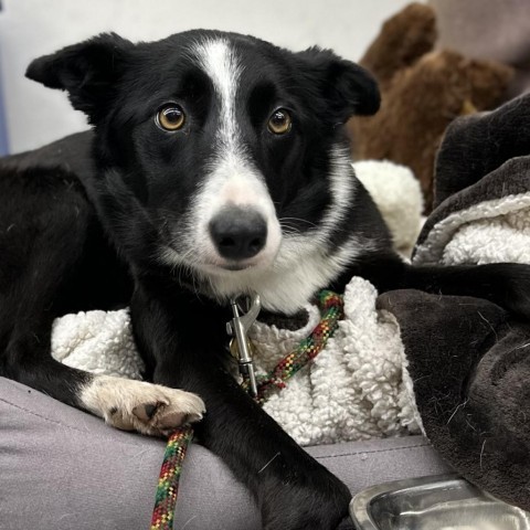 MILA, an adoptable Border Collie, McNab in Point Richmond, CA, 94801 | Photo Image 1