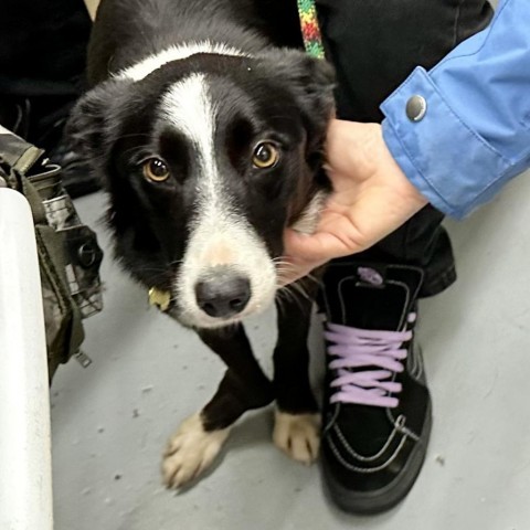 MILA, an adoptable Border Collie, McNab in Point Richmond, CA, 94801 | Photo Image 2