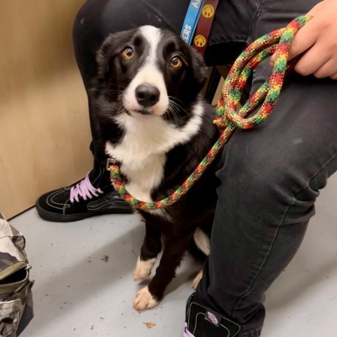 MILA, an adoptable Border Collie, McNab in Point Richmond, CA, 94801 | Photo Image 3