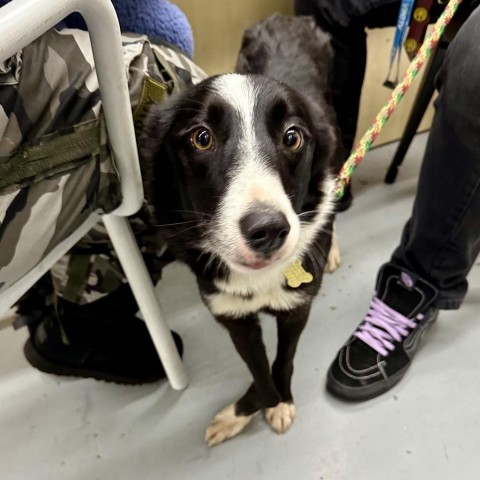 MILA, an adoptable Border Collie, McNab in Point Richmond, CA, 94801 | Photo Image 4