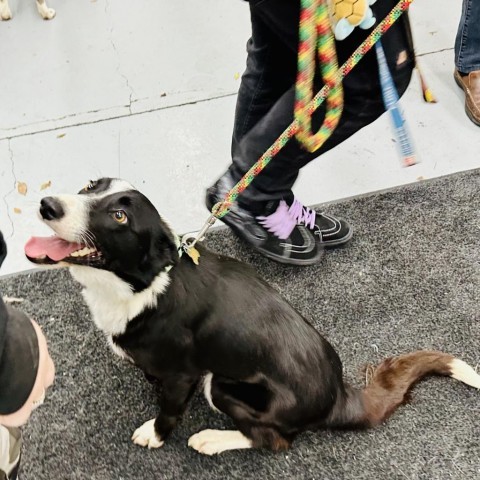 MILA, an adoptable Border Collie, McNab in Point Richmond, CA, 94801 | Photo Image 5
