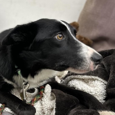 MILA, an adoptable Border Collie, McNab in Point Richmond, CA, 94801 | Photo Image 6