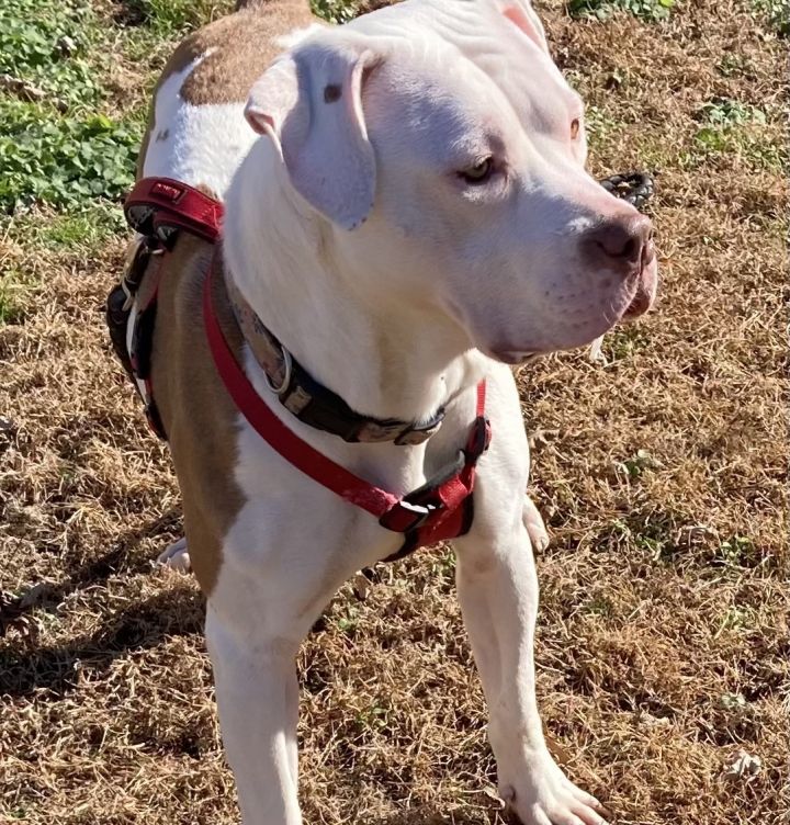 Petfinder clearance american bulldog