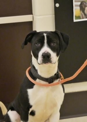Meet Morty the charming 2-year-old mixed breed looking for his forever home With a laid-back perso