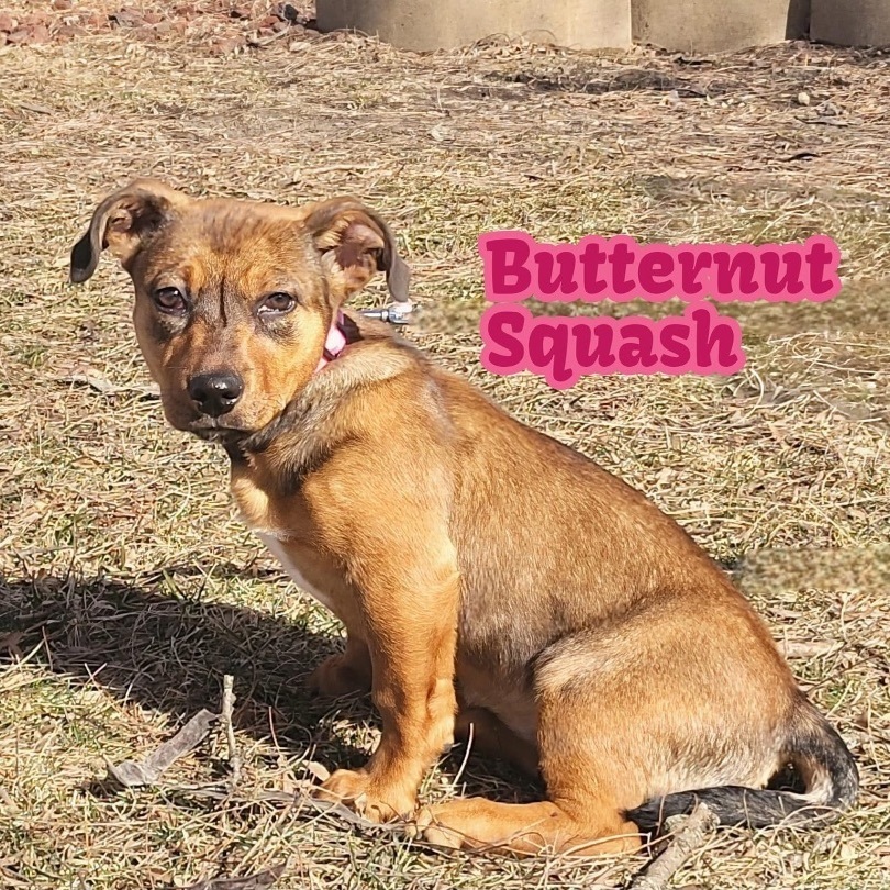 Butternut Squash 