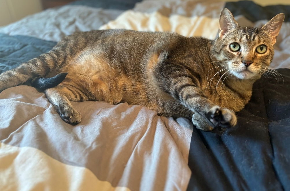 Grizzly, an adoptable Tabby, Domestic Short Hair in Elk River, MN, 55330 | Photo Image 1