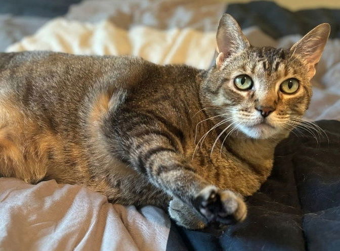 Grizzly, an adoptable Tabby, Domestic Short Hair in Minnetonka, MN, 55345 | Photo Image 1