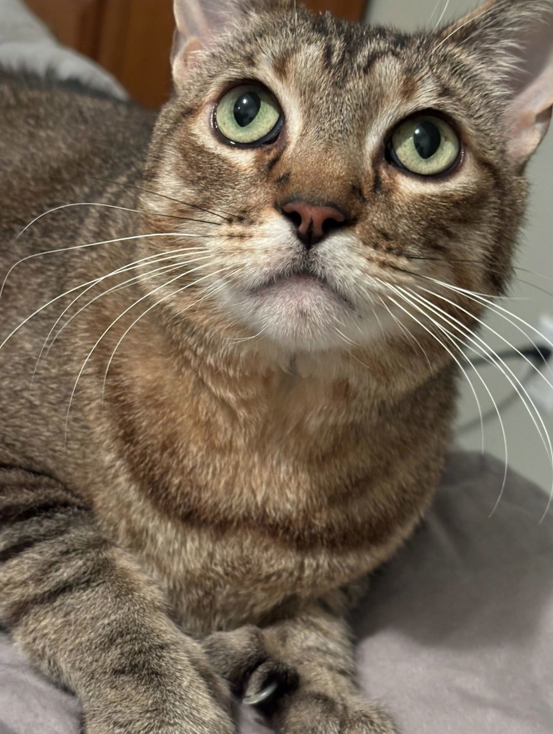 Grizzly, an adoptable Tabby, Domestic Short Hair in Elk River, MN, 55330 | Photo Image 2