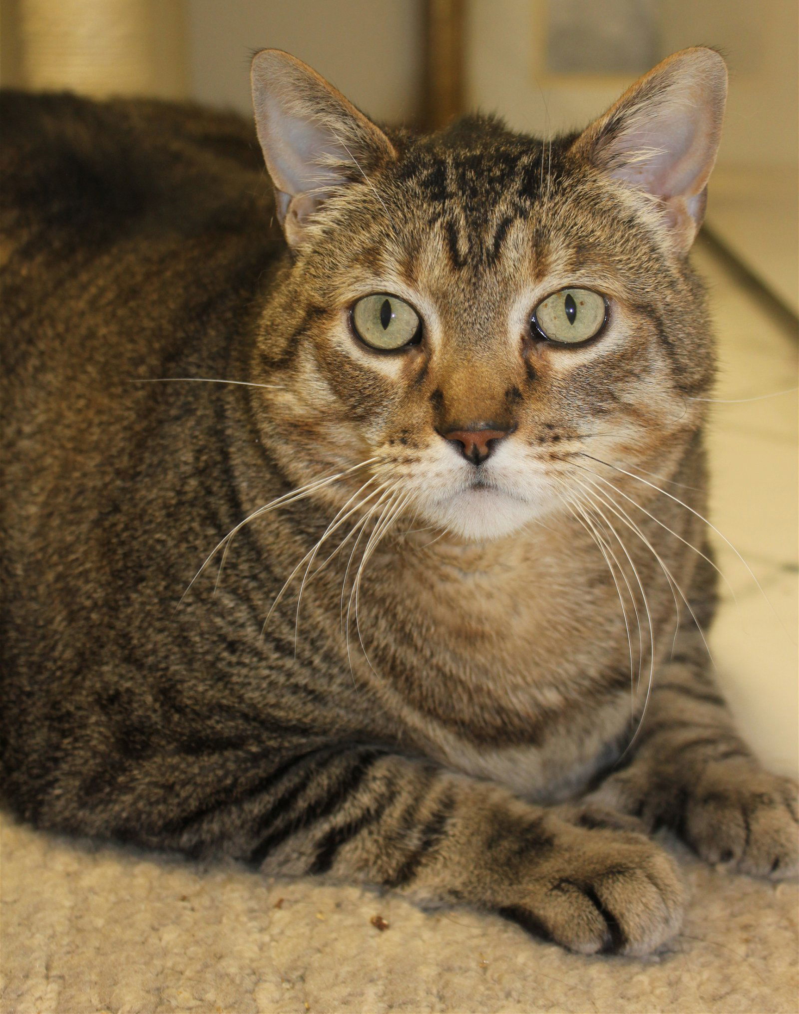 Grizzly, an adoptable Tabby, Domestic Short Hair in Minnetonka, MN, 55345 | Photo Image 2