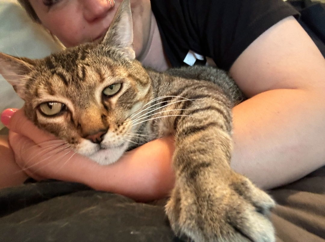 Grizzly, an adoptable Tabby, Domestic Short Hair in Elk River, MN, 55330 | Photo Image 3