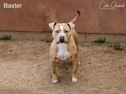 BAXTER, an adoptable Pit Bull Terrier in Santa Fe, NM, 87507 | Photo Image 1