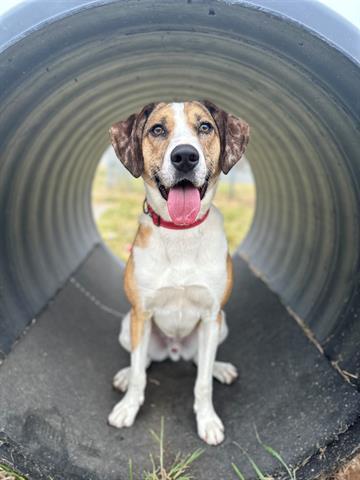 TOFFEE, an adoptable Catahoula Leopard Dog, Mixed Breed in McKinleyville, CA, 95519 | Photo Image 1