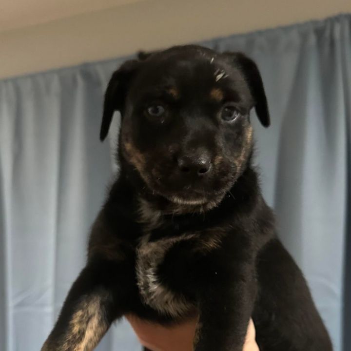 Blue heeler lab rottweiler 2024 mix