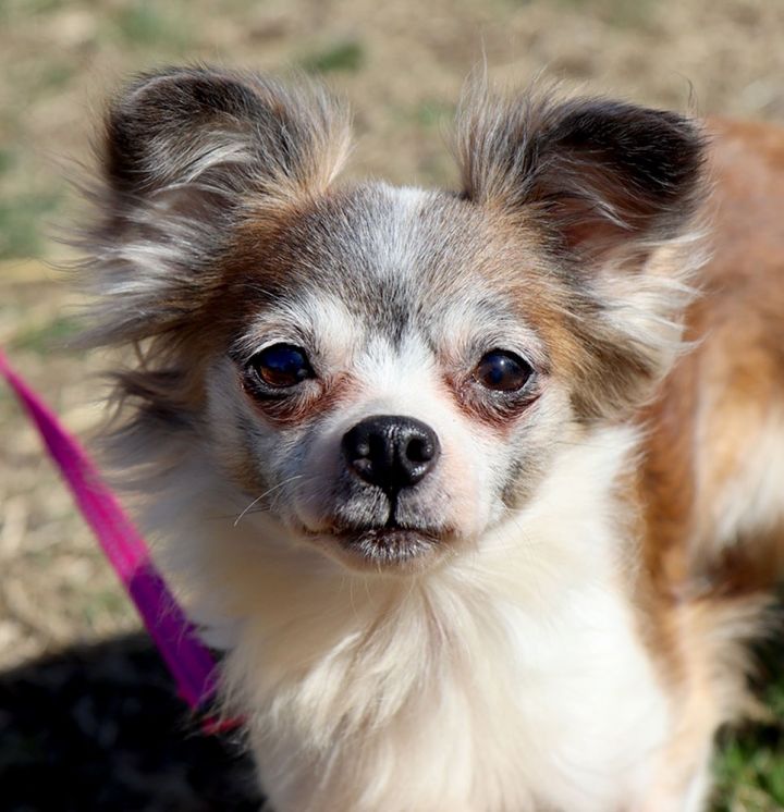 Papillon chihuahua mix store adoption