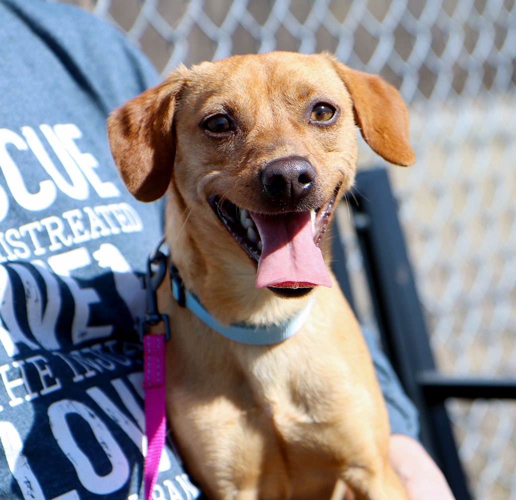 Dog for adoption Squeak (AO30698), a Terrier Mix in Kansas City, KS