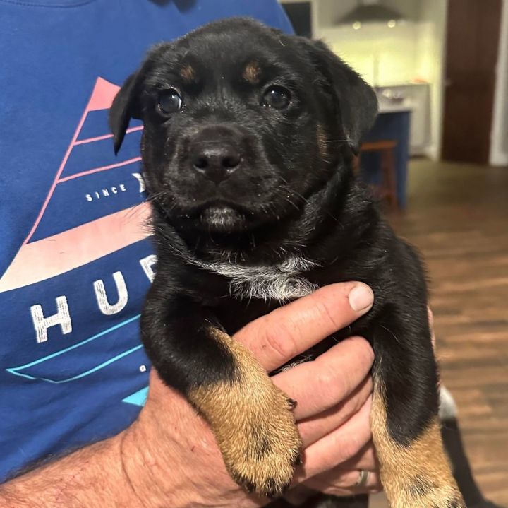 Australian cattle dog hot sale rottweiler mix puppy