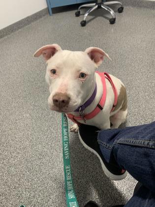 Pitbull sales terrier rescue