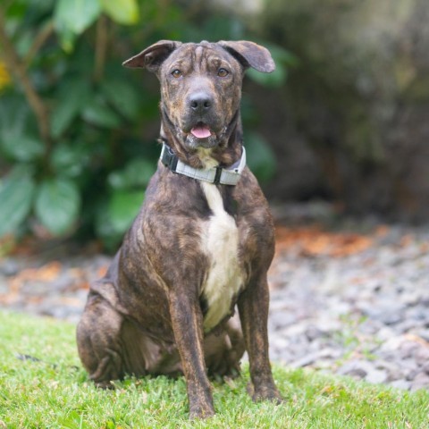 Sadie, an adoptable Mixed Breed in Kailua Kona, HI, 96740 | Photo Image 1