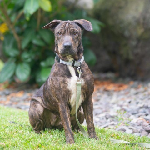 Sadie, an adoptable Mixed Breed in Kailua Kona, HI, 96740 | Photo Image 2