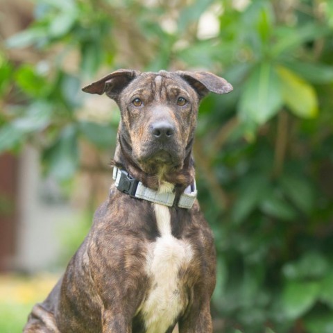 Sadie, an adoptable Mixed Breed in Kailua Kona, HI, 96740 | Photo Image 3