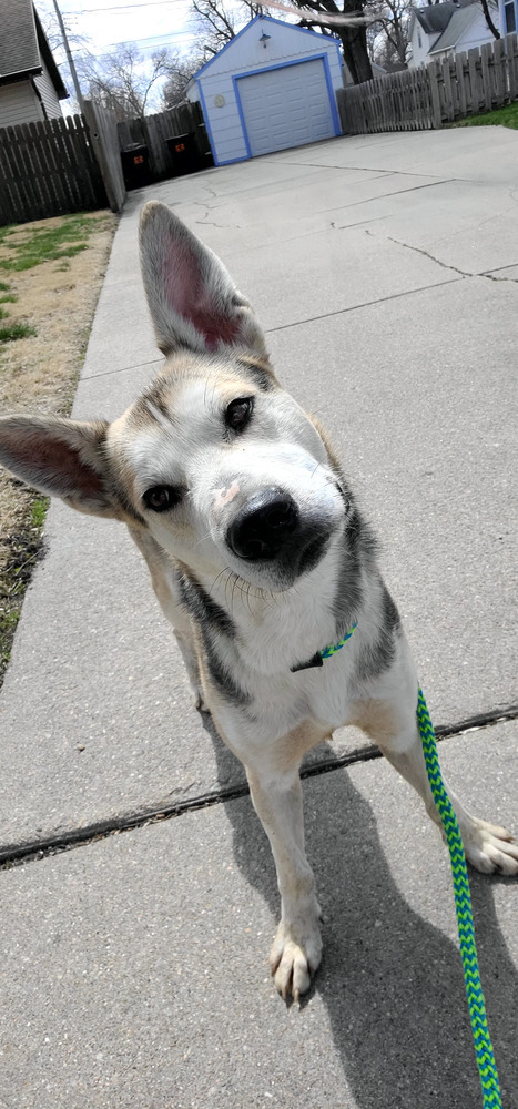 AC Maverick, an adoptable Husky, German Shepherd Dog in Fremont, NE, 68025 | Photo Image 1