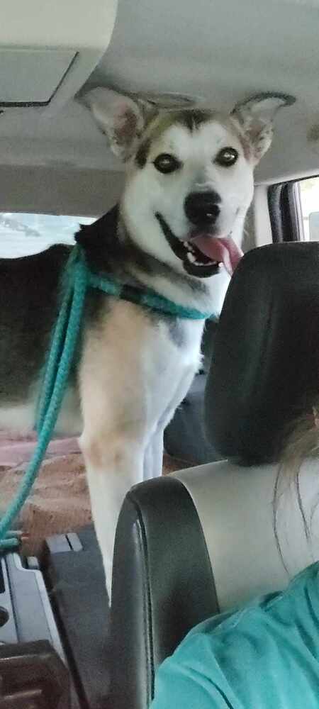 AC Maverick, an adoptable Husky, German Shepherd Dog in Fremont, NE, 68025 | Photo Image 2