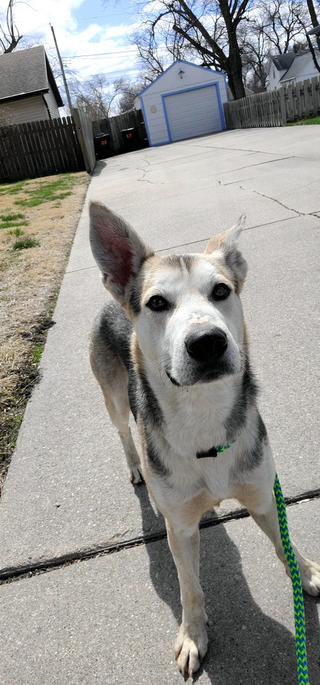 AC Maverick, an adoptable Husky, German Shepherd Dog in Fremont, NE, 68025 | Photo Image 3