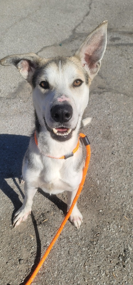 AC Maverick, an adoptable Husky, German Shepherd Dog in Fremont, NE, 68025 | Photo Image 4