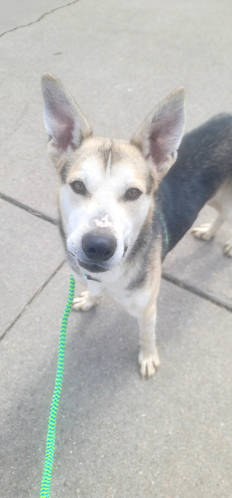 AC Maverick, an adoptable Husky, German Shepherd Dog in Fremont, NE, 68025 | Photo Image 5