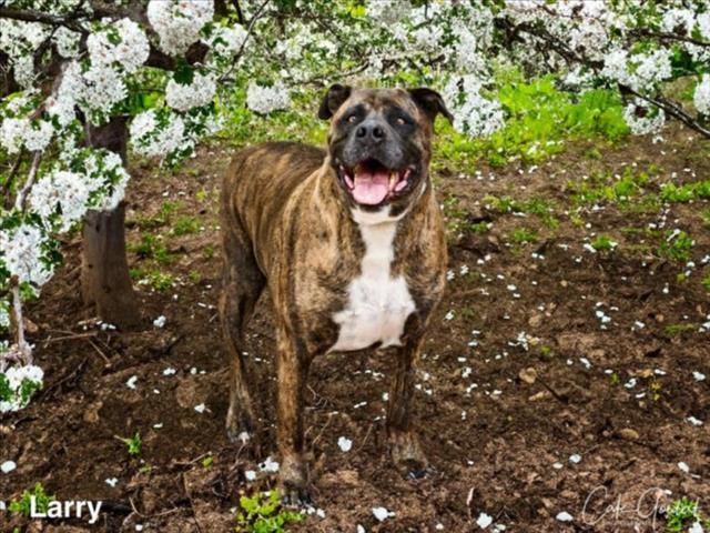 LARRY, an adoptable Mixed Breed in Santa Fe, NM, 87507 | Photo Image 1